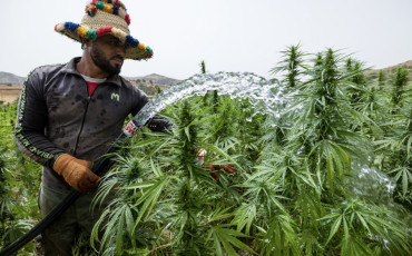 Cannabis