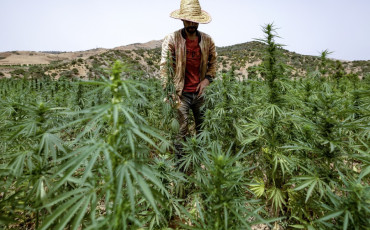 Cannabis