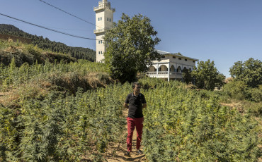 Cannabis
