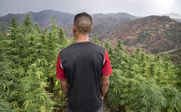القنب الهندي- cannabis