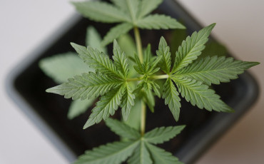 Cannabis