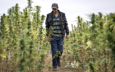 cannabis