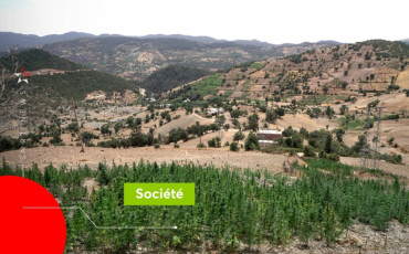 Cannabis