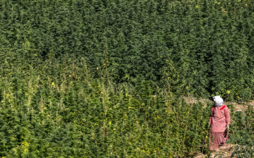 Culture du cannabis
