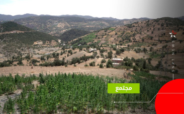 القنب الهندي 