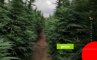 القنب الهندي
