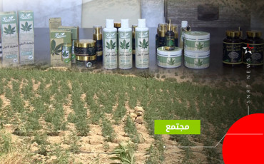 القنب الهندي