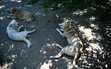 Chiens 