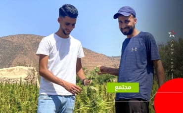 القنب الهندي 