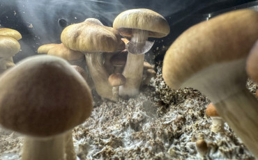 champignons