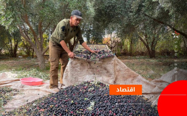 المثمر