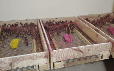 طائر الحسون