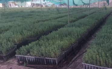 Plants de Pins 
