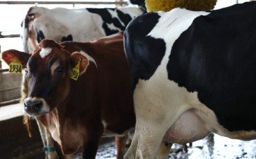 vaches