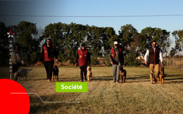 Dressage des chiens