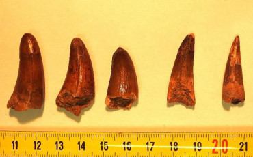 dents dinosaure