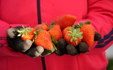 FRAISE