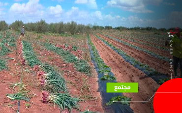 سيدي داوود