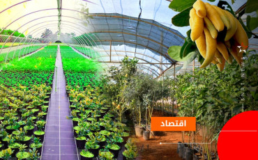 الزراعة الاستوائية