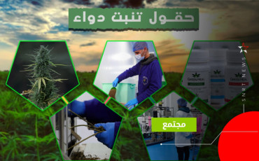 القنب الهندي 