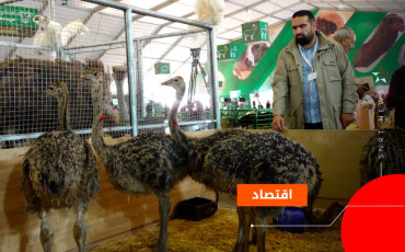 مشروع لتربية النعام بأولاد تايمة