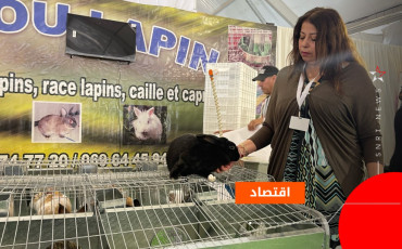 Lahlou lapin