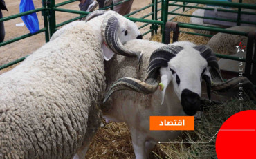 مربو المواشي
