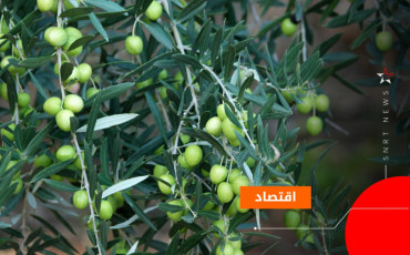 الزيتون 