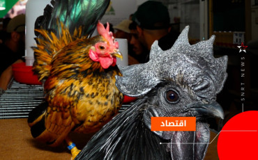 دجاج الزينة