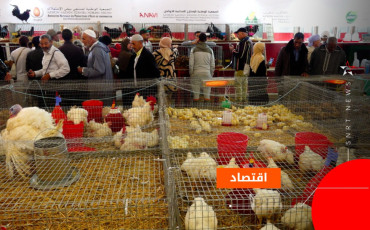 poulet