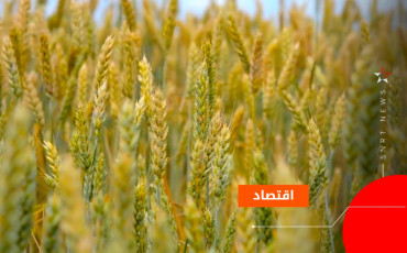 الحبوب 