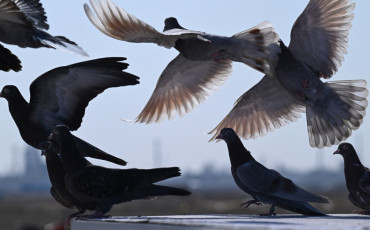 Pigeons
