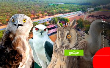 طيور 