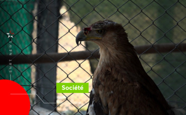 Rapace