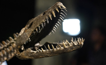 Dinosaure