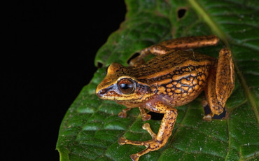 grenouille pérou
