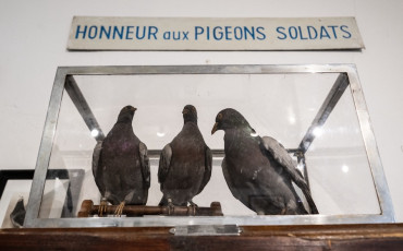 Pigeons militaires