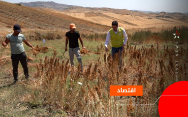 الكينوا
