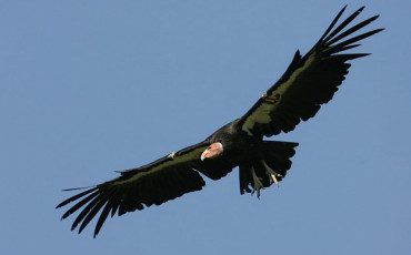 Vautour