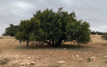 شجرة الأركان