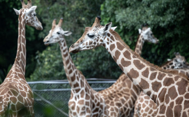 Girafes