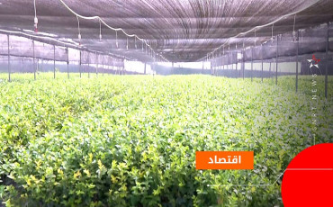 فلاحة