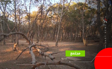غابة آسفي