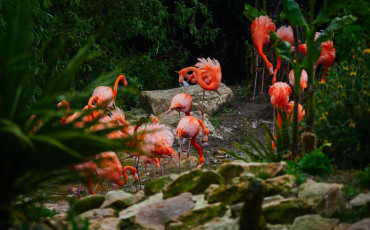  flamants roses