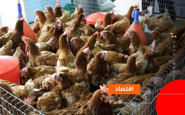 الدواجن