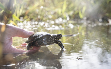 Tortue