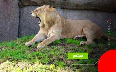 حديقة الحيوانات عين السبع