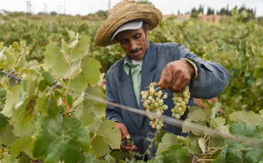 Agriculture-raisin- فلاحة-عنب