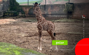 girrafe