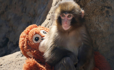 monkey punch